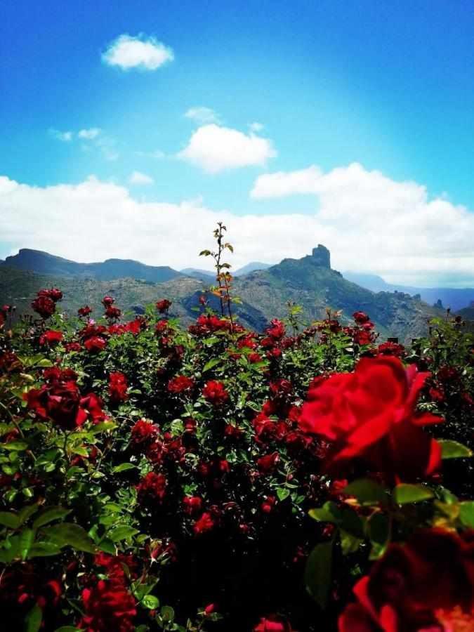 El Rincon Del Nublo Pension Tejeda  Buitenkant foto